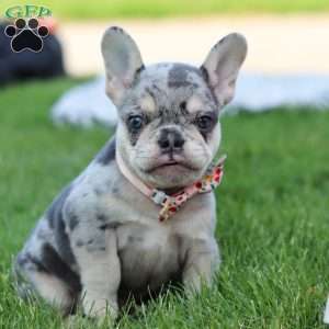 Dana, French Bulldog Puppy